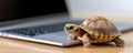 Tiny turtle crawling across laptop keyboard, representing sluggish digital performance and technological frustration Royalty Free Stock Photo