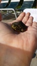 Tiny Turtle