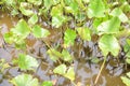 Tiny turtle on leaf in murky water with green plants