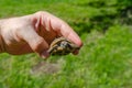 Tiny turtle in a man`s hand. Breeding of tortoises. Blurred background Royalty Free Stock Photo