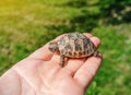 A tiny turtle sits on a man`s palm. Blurred green background. Side view