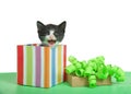 Tiny tuxedo kitten sitting in a box in piles of small colorful bright holiday presents