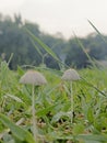 Tiny Umbrella Mushrooms in the Morning Dew Royalty Free Stock Photo
