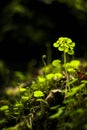 Tiny vegetation in a cave Royalty Free Stock Photo