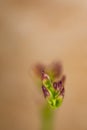 Tiny and very tender flower buds starting Royalty Free Stock Photo