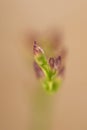 Tiny and very tender flower buds starting Royalty Free Stock Photo