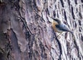 Pygmy Nuthatch (Sitta pygmaea) in North America