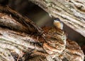 Pygmy Nuthatch (Sitta pygmaea) in North America