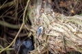 Pygmy Nuthatch (Sitta pygmaea) in North America