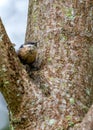 Pygmy Nuthatch (Sitta pygmaea) in North America