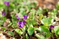 Tiny violet flowers in early spring, wild forest meadow, closeup Royalty Free Stock Photo