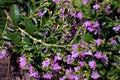 Tiny violet flowers in spring blossom with green tiny leafs Royalty Free Stock Photo