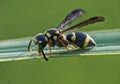 Tiny wasp honeybee on the grass flower Royalty Free Stock Photo