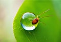 tiny water droplet resting on a green leaf in natural light Royalty Free Stock Photo