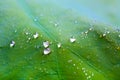 Tiny water droplets on leaf background Royalty Free Stock Photo