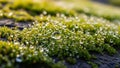 Tiny water droplets rest on vibrant green moss illuminated by soft natural light Royalty Free Stock Photo