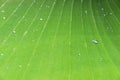 Tiny water droplets on the surface of a Banana leaf Royalty Free Stock Photo