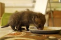 Tiny weeny Fox cub feeding in a rescue after losing Mum