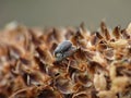 Tiny Weevil Beetle