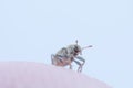 Tiny Weevil on a Finger tip