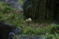 Tiny white brown mushrooms on the dead moss stump in the forest, Slovakia