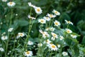 Camomiles Royalty Free Stock Photo
