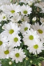 Tiny white chrysanthemum background Royalty Free Stock Photo