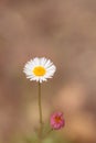 Tiny white daisy Prairie Fleabane Erigeron strigosus Royalty Free Stock Photo