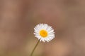 Tiny white daisy Prairie Fleabane Erigeron strigosus Royalty Free Stock Photo