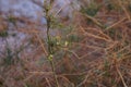 Tiny desert flowers, selective focus, purposely blurred