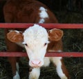 Tiny white face calf standing with face sticking through gate