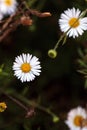 Tiny white fleabane daisy