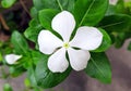 A tiny white flower bloomed in our roof garden in earthen pot. Royalty Free Stock Photo