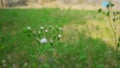 tiny white flower and flower bud selective focus in garden Royalty Free Stock Photo
