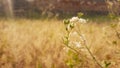 tiny white flower and flower bud selective focus in garden Royalty Free Stock Photo