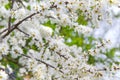 Tiny white flowers on Blackthorn or Sloe Royalty Free Stock Photo