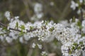 Tiny white flowers on Blackthorn or Sloe Royalty Free Stock Photo