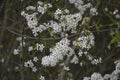 Tiny white flowers on Blackthorn or Sloe Royalty Free Stock Photo