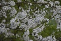 Tiny white flowers on Blackthorn or Sloe Royalty Free Stock Photo