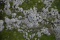 Tiny white flowers on Blackthorn or Sloe Royalty Free Stock Photo