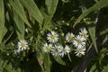 Tiny white flowers in bloom Royalty Free Stock Photo