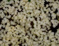 Tiny White Flowers Bloom In Tight Group