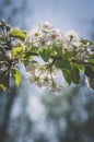 tiny white flowers blooming on tree in springtime Royalty Free Stock Photo