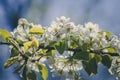 tiny white flowers blooming on tree in springtime Royalty Free Stock Photo