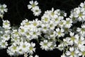 A close up of white notched flowers of Cerastium tomentosum (Snow-in-summer, mouse-ear chickweed) in the garden Royalty Free Stock Photo