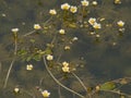 Tiny white flowers of common water crowfoot Royalty Free Stock Photo