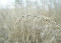 Tiny white flowers on dry twigs of wild plant bushes with blurry background. Bunches of small white seeds on thin branches. dried Royalty Free Stock Photo