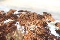 Tiny white flowers on dry twigs of wild plant bushes with blurry background. Bunches of small white seeds on thin branches. dried Royalty Free Stock Photo