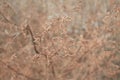 Tiny white flowers on dry twigs of wild plant bushes with blurry background. Bunches of small white seeds on thin branches. dried Royalty Free Stock Photo