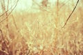 Tiny white flowers on dry twigs of wild plant bushes with blurry background. Bunches of small white seeds on thin branches. dried Royalty Free Stock Photo